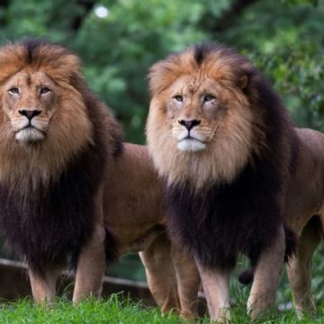 Températures caniculaires au Japon : des lions en souffrance dans un zoo de Tokyo