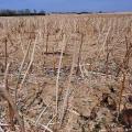 Les Vignes de Bourgogne Face à la Sécheresse Cet Été