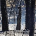 Incendies en France: Les Dernières Actualités