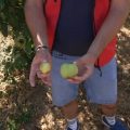 Chaleur et sécheresse impactent les vergers en Loire-Atlantique