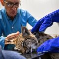Précautions contre les collisions de lynx dans le Jura