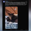 Un ours noir profite d’un jacuzzi en pleine canicule près de Los Angeles