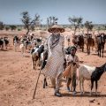 La COP17 et le défi de la désertification des sols