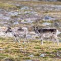 Décès inexplicables de rennes dans l&rsquo;archipel du Svalbard