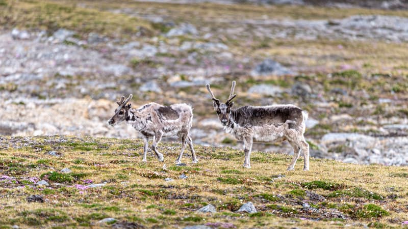 cc248952-d78a-48ac-afd6-32af23198ff0 Décès inexplicables de rennes dans l’archipel du Svalbard