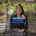 Les Animaux et les Rides de Vieillesse