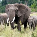 Une tragédie environnementale au parc national d’Amboseli