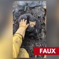 La manipulation des images des incendies et leur impact sur la faune