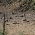 Élevage de faisans dans les Monts du Lyonnais: une mort massive et des alertes de souffrance animale