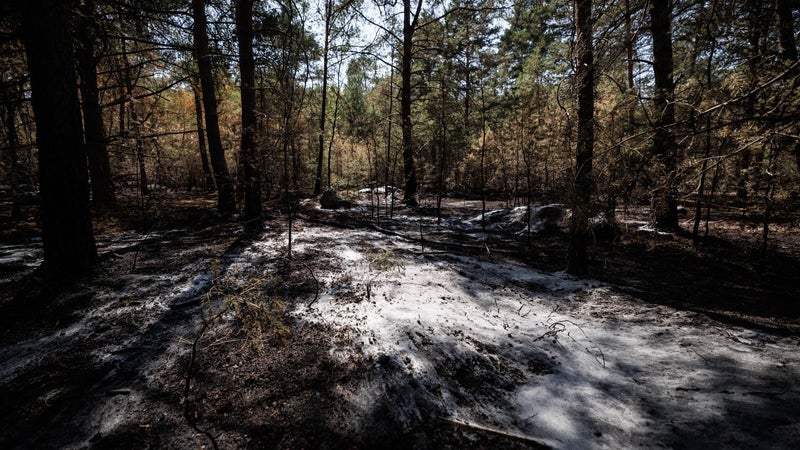 df7679c1-4936-444f-b6c0-9b37ad177c89 Incendies éteints dans la forêt de Fontainebleau : bilan et réouverture partielle