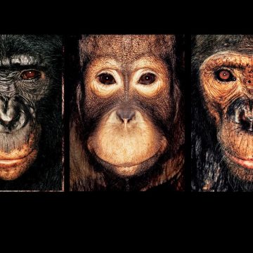 L&rsquo;évolution de la photographie animalière aux Rencontres d&rsquo;Arles