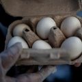 Accord des producteurs d&rsquo;œufs avec la justice américaine