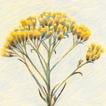 Un parfum d&rsquo;été : L&rsquo;immortelle, une fleur aux mille facettes