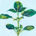 Un parfum d&rsquo;été : l&rsquo;art du basilic en parfumerie