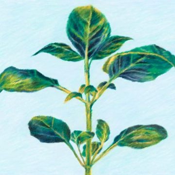 Un parfum d&rsquo;été : l&rsquo;art du basilic en parfumerie