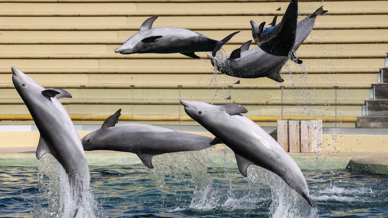 f5d9564c-40fe-4241-93f5-522b7b53458d Le Zooparc de Beauval abandonne son projet d’accueil pour les dauphins de Marineland