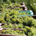 Les Vendanges Précoces en Champagne en Raison des Canicules