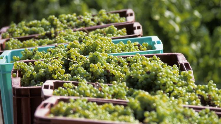 f8d47289-3a1b-498f-8e83-86faeb6921e0 Les Vendanges Précoces en Champagne en Raison des Canicules