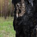 Les arbres résistants aux incendies