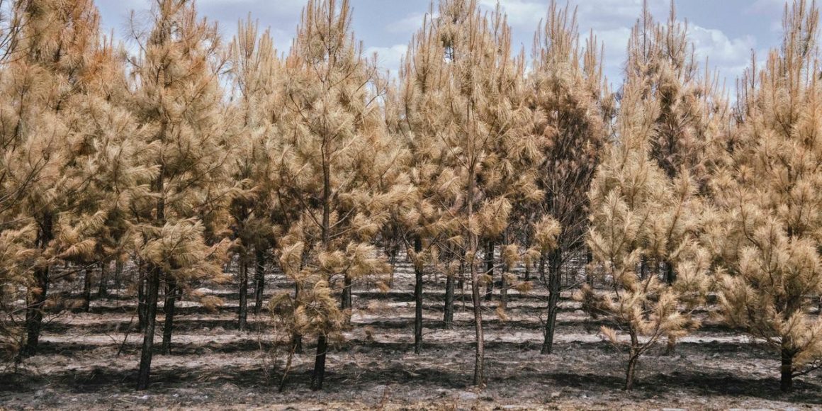 Les conséquences d’un mégafeu en Gironde