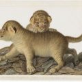 L&rsquo;alliance de l&rsquo;art et de la science au Muséum national d&rsquo;histoire naturelle