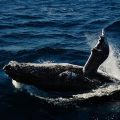 Les comportements post mortem chez les baleines à bosses