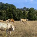 Propagation du Virus Shamonda en France : Une Crise Sanitaire pour les Élevages Bovins