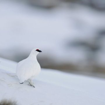 hz46685 Le lagopède alpin et le grand tétras désormais protégés en France