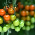 L&rsquo;Impact du Changement Climatique sur la Culture de la Tomate en 2026