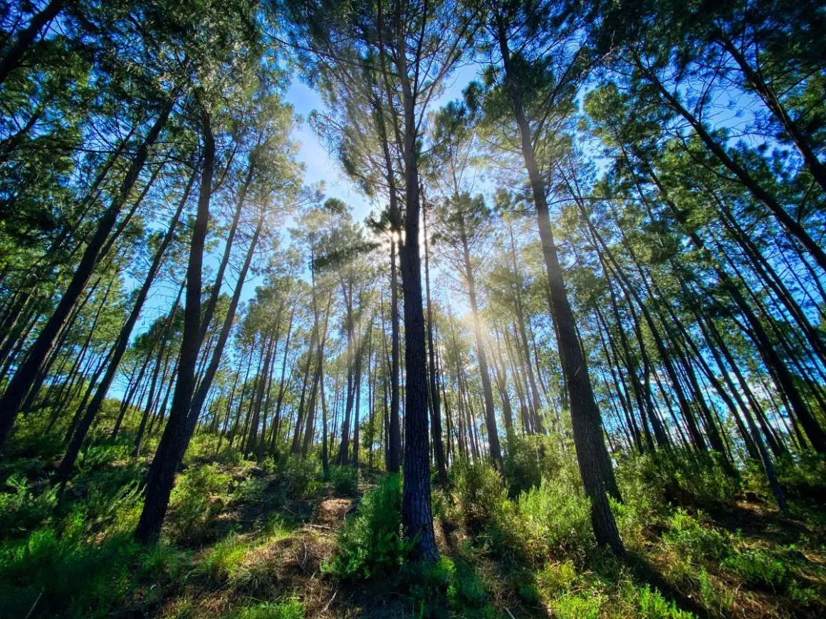 L&rsquo;Influence de la Forêt dans le Cinéma et ses Bandes Originales