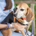 La Réhabilitation des Animaux de Laboratoire : Un Examen Approfondi