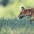 Le renard: une aide inattendue pour les agriculteurs