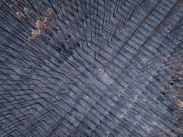 FRANCE-AERIAL-BURNT-PINES-FOREST-TREES-CULTURE-FIRE-NOUVELLE-AQUITAINE La nécessité de repenser les forêts après les incendies en Gironde et dans les Landes