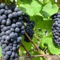 Les animations de la fête des vendanges à Ermont