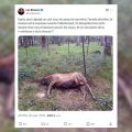 La Fédération des Chasseurs de l&rsquo;Orne Réfute les Accusations de Luc Besson Concernant un Cerf Mort