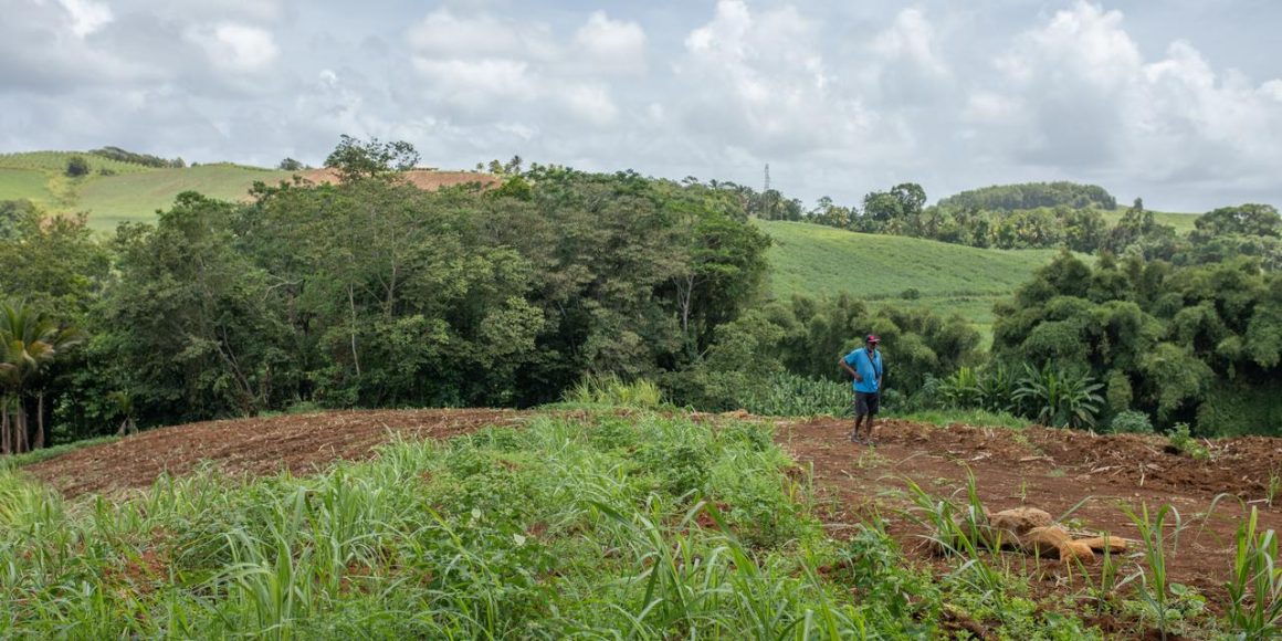 5ef6fc8c-1bc2-4a05-82b0-f66578a64027 Plan d’urgence agricole pour les agriculteurs de Martinique