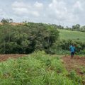 Plan d&rsquo;urgence agricole pour les agriculteurs de Martinique
