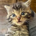 Sauvetage d&rsquo;un Chat Forestier dans le Massif du Baïgura