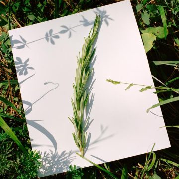 6da1cc35-fc74-4cd3-b04a-ccd0b113305d Les multiples usages du romarin dans l’art floral