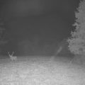 Le Brame du cerf: Un événement télévisuel immersif