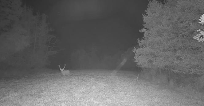 6f8b9749-a0e2-4146-93a6-3e4eaee5dddd Le Brame du cerf: Un événement télévisuel immersif