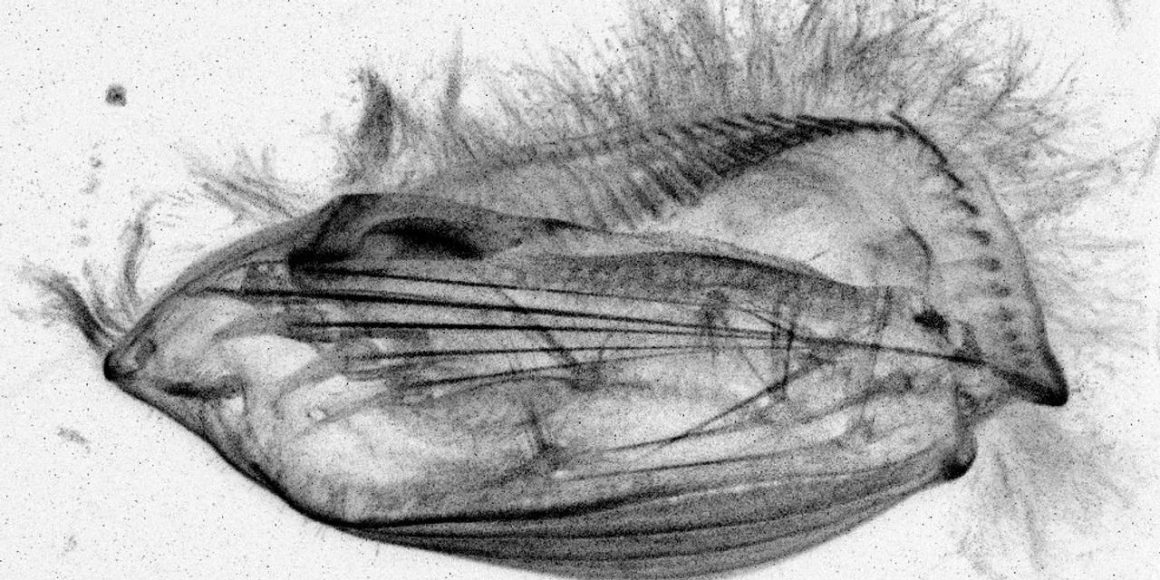 Les mystères de la cognition des eucaryotes unicellulaires
