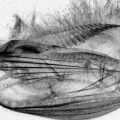 Les mystères de la cognition des eucaryotes unicellulaires