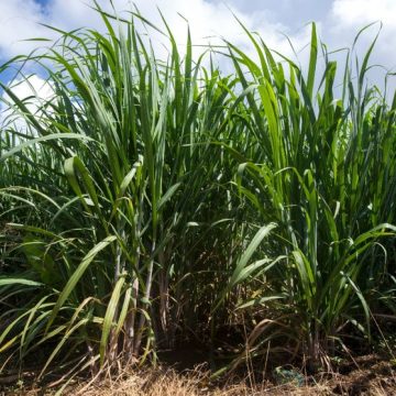 95f53c7c-dd23-401c-a3b6-a172b32b3deb Impact de la sécheresse sur la culture de la canne à sucre en Guadeloupe
