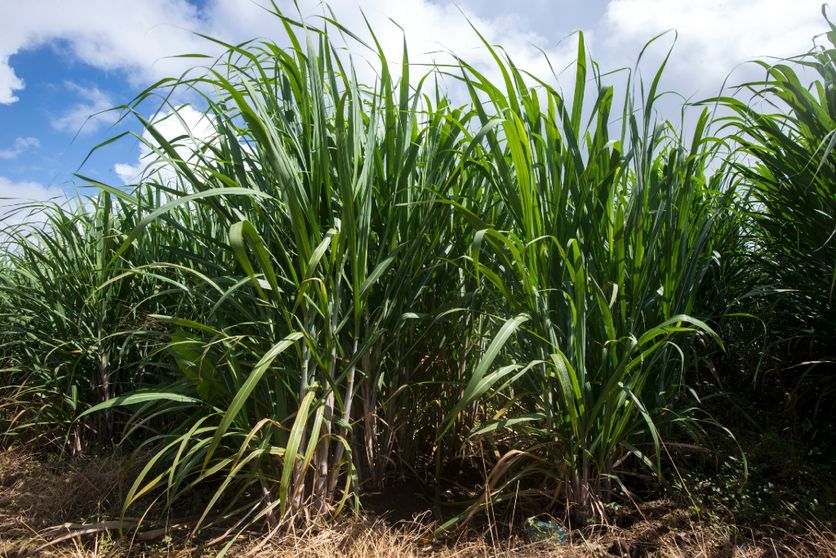95f53c7c-dd23-401c-a3b6-a172b32b3deb Impact de la sécheresse sur la culture de la canne à sucre en Guadeloupe