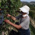 Les vendanges d&rsquo;exception de 2026 face aux défis du marché