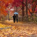 L&rsquo;Automne, Une Saison Plébiscitée Sur Les Réseaux Sociaux