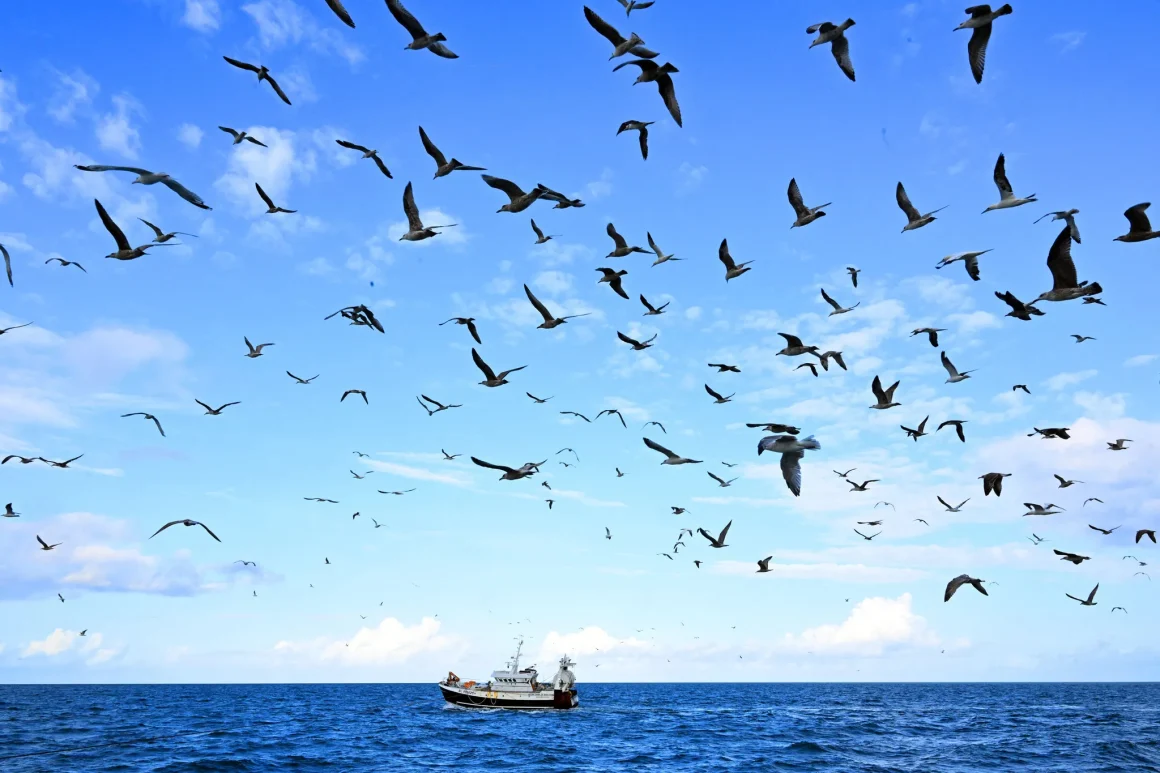 La mission Baltic Sentry : Protection de la mer Baltique contre le sabotage