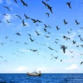 La mission Baltic Sentry : Protection de la mer Baltique contre le sabotage