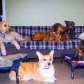 La pratique des familles d&rsquo;accueil pour animaux de compagnie